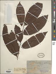 Image result for Antidesma membranaceum