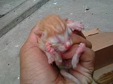 Kucing bakal tunjukkan 6 tanda ini kalau hendak melahirkan. Anak Kucing Wikipedia Bahasa Indonesia Ensiklopedia Bebas