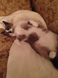 This area is useful in a fight and it helps protect the area and also stretches when they are running. Floppy Belly Pouch Is This Normal Thecatsite