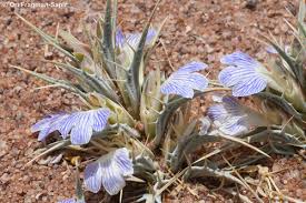 Image result for Blepharis involucrata