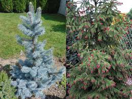 Norway spruce grows rapidly when young, up to 3 feet per year! Blue Spruce Vs Norway Spruce Which One To Prefer World Of Garden Plants