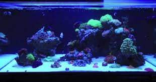 Casper The White Tang World Wide Corals Tang Fish Marine Aquarium Cirujano World Wide Corals Coral Tang