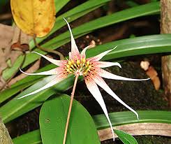 Image result for Bulbophyllum intertextum