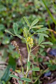 Image result for Melilotus indicus