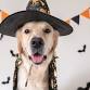 Spooky Paws at Pet Candy! event image