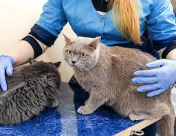 Hours may change under current circumstances Broadway Animal Hospital The Pacific Northwest Veterinarian