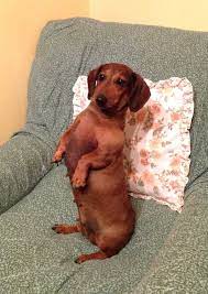 Circo Dog D Wiener Dog Dogs Dachshund