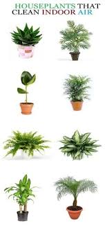 Not to mention, plants are a great way to purify the air in your home. Everyone Deserves A Perfect World Plants Inside Plants Air Purifying Plants