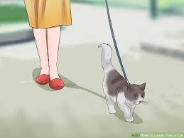 Résultat de recherche d'images pour "dragging cat leash"