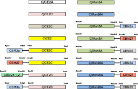 Every cell has a cell membrane, but some cells are also surrounded by a structure called the cell wall. Understanding How The Complex Molecular Architecture Of Mannan Degrading Hydrolases Contributes To Plant Cell Wall Degradation Journal Of Biological Chemistry