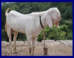 Celebrated for up to three days, eid. Bakra Eid Ul Adha Hd Photos Wallpapers Pics Images 2021