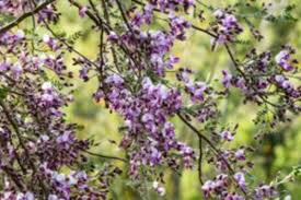 Arizona annual flower planting guide: Desert Ironwood Is A Super Tree For The Southwest Horticulture