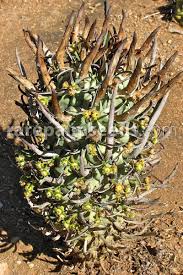 Image result for Schizocarphus nervosus