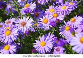 Aster Free Images On Pixabay 2 Autumn Flowering Plants Plants Perennials