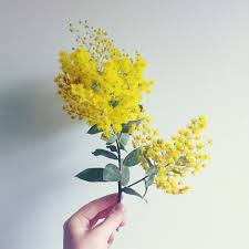 The History Of The Acacia Flower Prestige Flowers Blog Beautiful Flowers Mimosa Flower Pretty Flowers