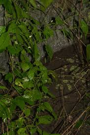 Image result for Justicia scandens