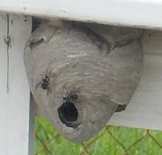 You can schedule reliable and affordable pest control for rodents, termites, stinging insects, and unwanted animals. Swat Team Pest Control