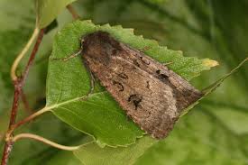 Image result for Graphiphora augur