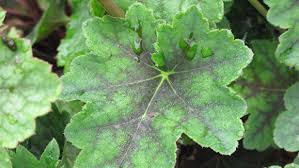 Image result for heuchera americana