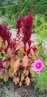 Image result for Amaranthus cruentus