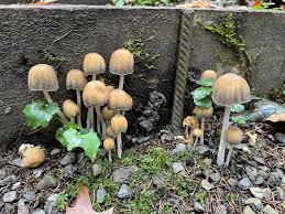 Image result for Coprinus micaceus