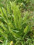 Image result for Urochloa oligobrachiata
