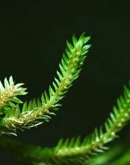 Image result for Selaginella afrorum