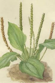 Image result for Plantago palmata