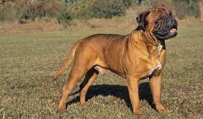 Bullmastiff Dog Breed Information