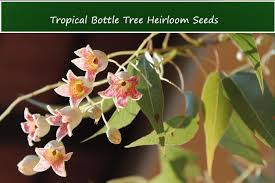 Image result for Brachychiton populneus