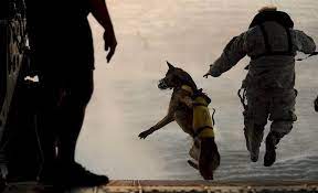 Dogs have made their way through pop culture over the years, in headlines, television, movies, books, and more. Military Dog Names 150 Name Ideas For Tough Canines