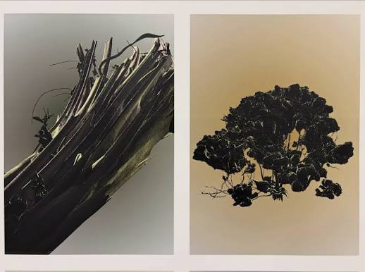 Marvin Tang @marvin.tang Caldecott MRT Station something in between “As I leaned against the window of a packed morning train, I caught traces of the forest blurring at the edge of my