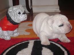 Our puppies are special to us & affordable to you! English Bulldog Puppies In Georgia