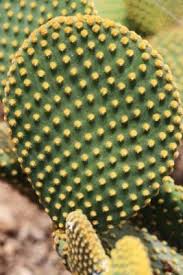 Learn about their characteristics and how to care for these plants. Bunny Ear Cactus Opuntia Microdasys Care Information Bunny Ear Cactus Cactus Opuntia Microdasys