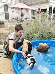 Proceed to place your puppy in a decent sized container or dog/puppy bath, which should be inside the bathtub. The Goldendoodle Puppies Have Their First Bath Cottage Doodles
