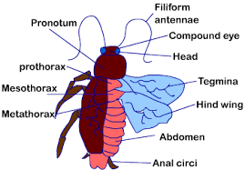 According to a user from india, the name apothorax is of english origin and means science. Morphology Of Cockroach Class Eleven Biology
