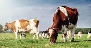 Cow Attacks What Are The Odds Royds Withy King