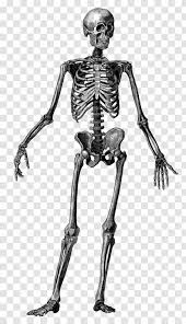 In his own treatise della pittura (1435; Human Skeleton Body Anatomy Bone Figure Drawing Transparent Png