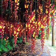 Image result for Thunbergia