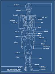 The tongue is the strongest muscle in the human body. Diagram Teeth Diagram Names Full Version Hd Quality Diagram Names Outletdiagram Poggiolomontesole It
