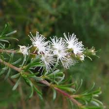 Image result for Annickia ambigua