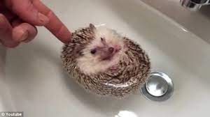 Cute baby hedgehog and leaves extremely soft hand towels watercolor boho animal kitchen towel 11.8 x 27.6 inch super absorbent bath towel for women men kids swimming hiking travelling 4.7 out of 5 stars 5 Buoyant His Owner Said It Was The First Time The Hedgehog Had Floated On His Back During Bath Time Cute Animals Baby Hedgehog Hedgehog Pet