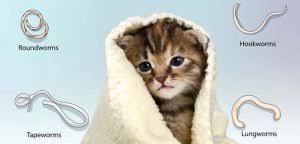 The top symptoms of diabetes in cats include an excessive amount of hunger and thirst. My Kitten Wants To Eat All The Time