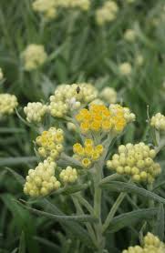 Image result for Helichrysum chasei