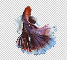 Can betta fish and gold fish live together happily? Red And White Betta Fish Illustration Siamese Fighting Fish Goldfish Betta Animals Tail Feather Png Klipartz