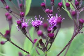 Image result for Vernonia natalensis