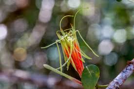 Image result for Erianthemum dregei