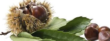 Maybe you would like to learn more about one of these? La Raccolta Delle Castagne In Autunno Cose Di Casa