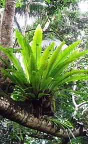 Biomimicry Tools For Designers Tropical Garden Rainforest Trees Plants