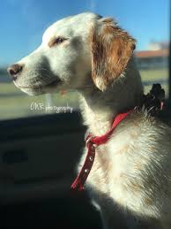 Check spelling or type a new query. Lemondalmatianpuppy Hashtag On Twitter